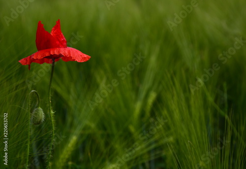 Fototapeta Naklejka Na Ścianę i Meble -  Poppy - Red Poppy Flower - red corn poppy flowers
