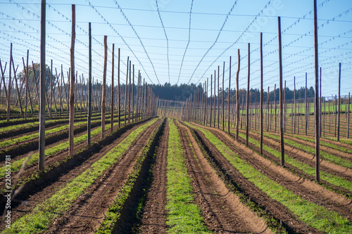 Hopfenfeld photo