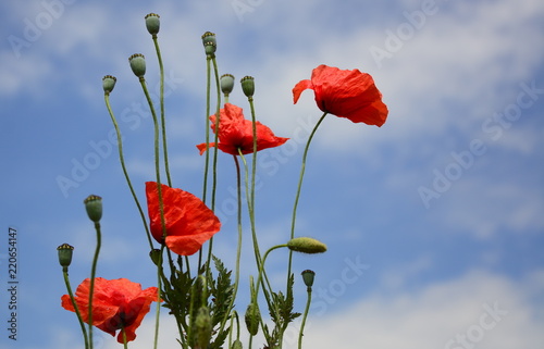 Fototapeta Naklejka Na Ścianę i Meble -  Poppy - Red Poppy Flower - red corn poppy flowers
