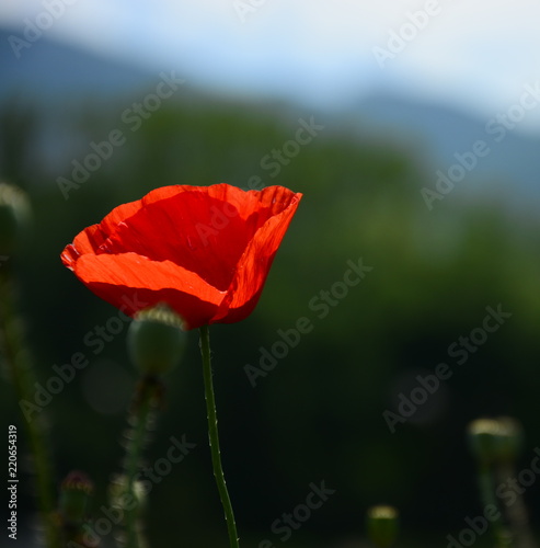 Fototapeta Naklejka Na Ścianę i Meble -  Flower poppy flowering on background poppies flowers. Nature.
