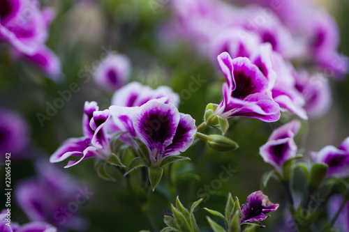 Fototapeta Naklejka Na Ścianę i Meble -  Close up of a pink geranium