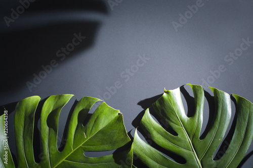 Tropical palm leaf on dark background