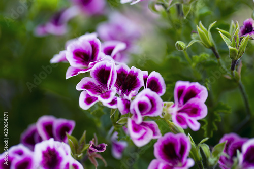 Fototapeta Naklejka Na Ścianę i Meble -  Close up of a pink geranium