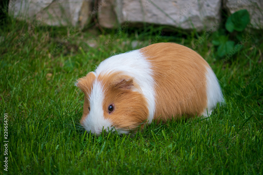 Meerschweinchen Meerschweinchen