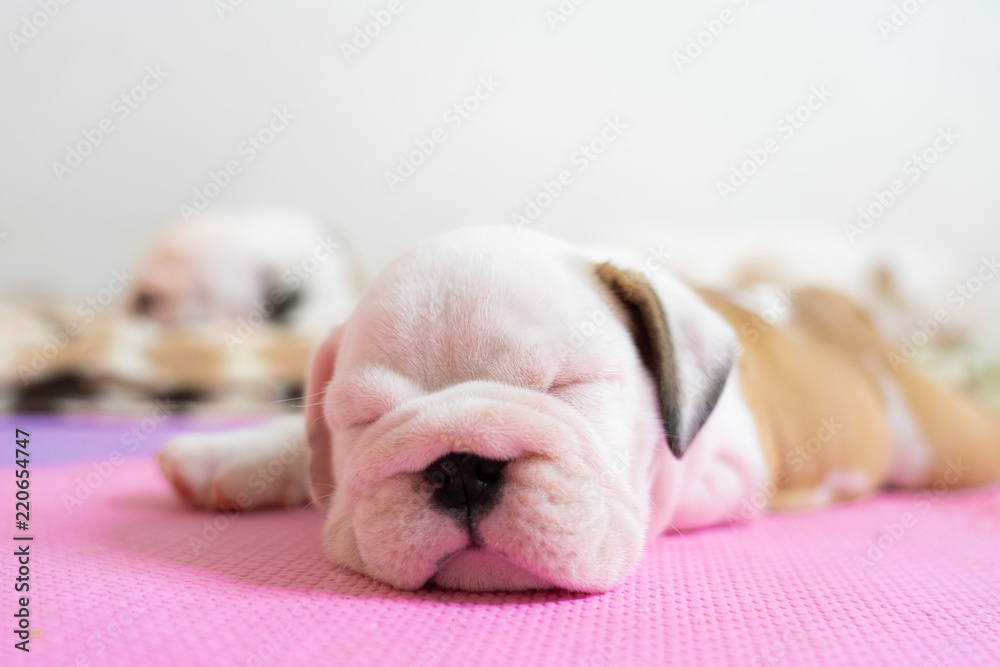 English bulldog lying on color background. Close-up photo.white puppy sleeping .