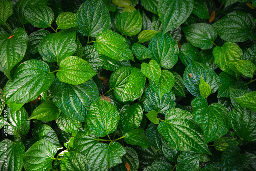 Wild betel leafbush background Wild betel leafbush background