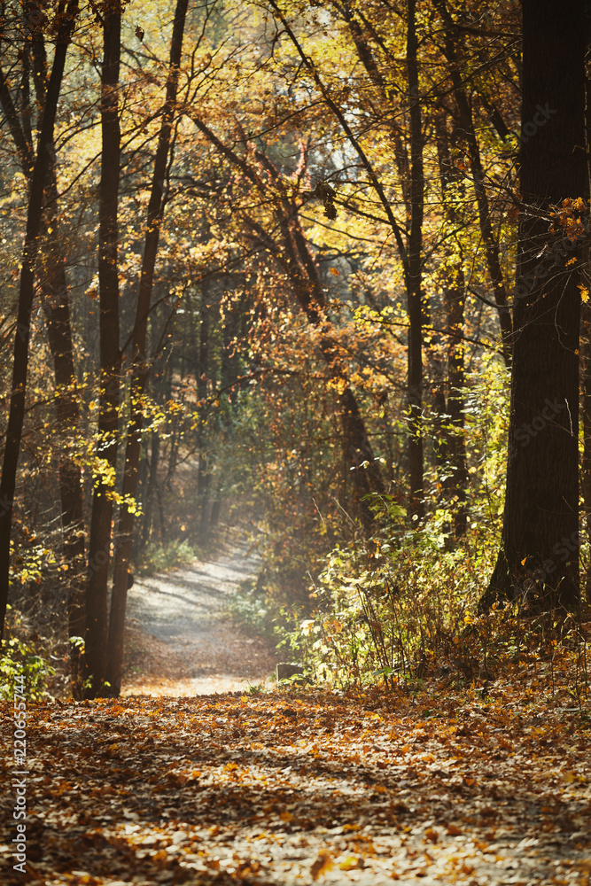 Autumn forest landscape, beautiful scene with sun beams