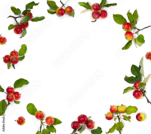 Frame of ripe red decorative apples and leaves on white background with space for text. Top view, flat lay