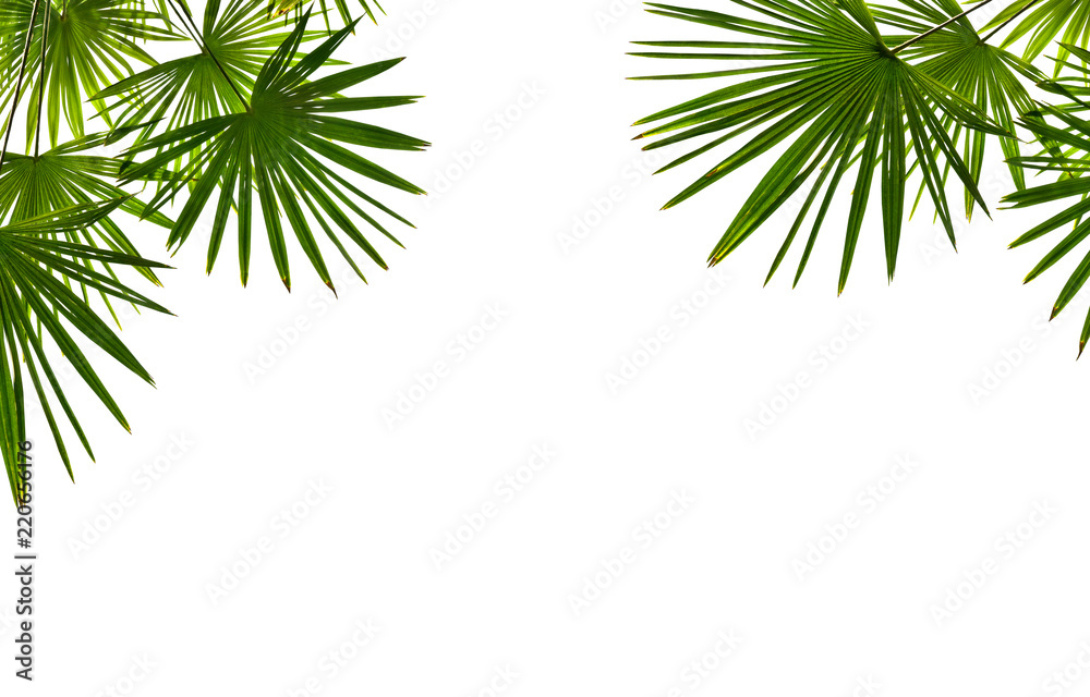 Tropical leaves palm tree ( Livistona ) on a white background with space for text. View from below Tropical leaves palm tree ( Livistona ) on a white background with space for text. View from below