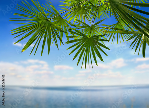 Tropical leaves palm tree   Livistona   on blue sky background with space for text