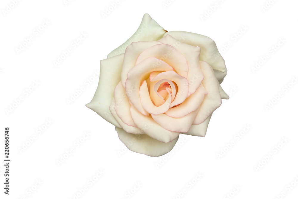 White rose isolated on white background White rose isolated on white background