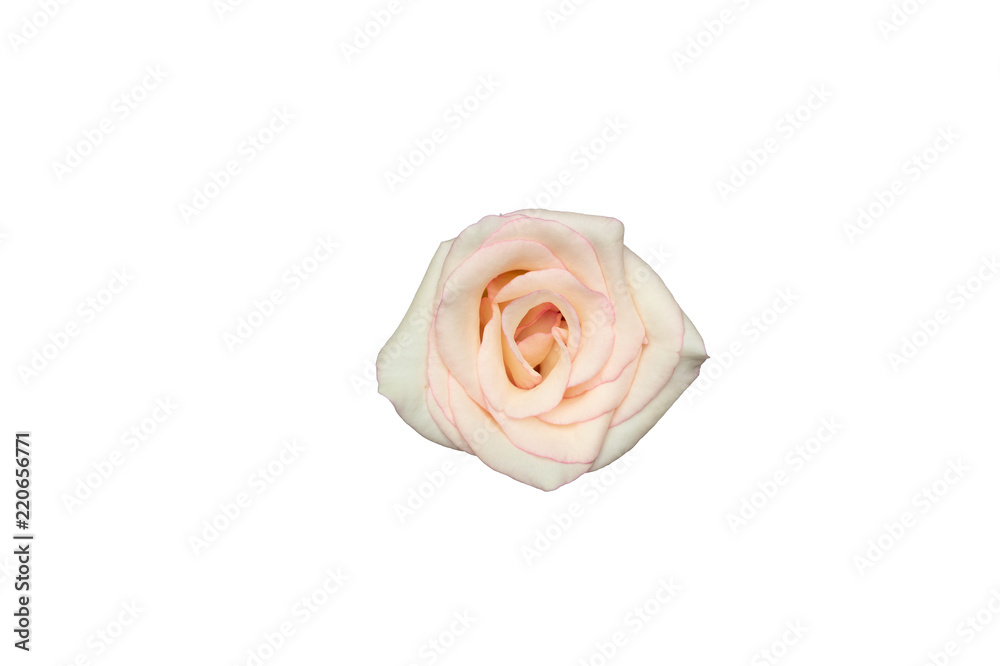 White rose isolated on white background White rose isolated on white background