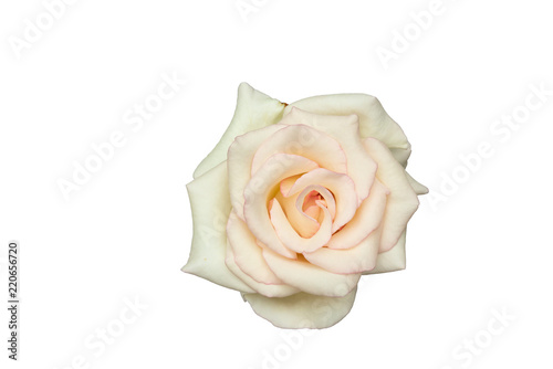 White rose isolated on white background © frank29052515