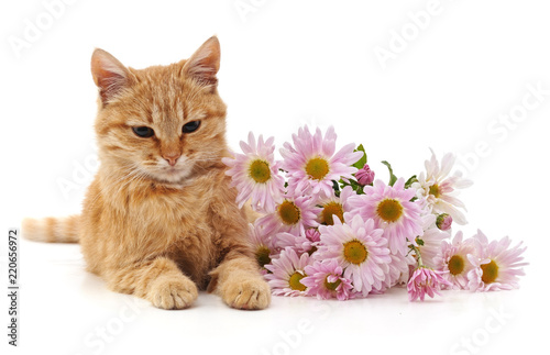 Kitten with chamomile.