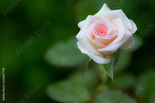 Pink rose close up design for natural valentine background