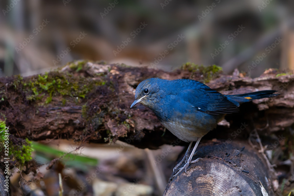 Bird inblue and white plumages..Beautiful redstart bird with blue wings and white bellied perching on log with natural blurred background. Bird inblue and white plumages..Beautiful redstart bird with blue wings and white bellied perching on log with natural blurred background.