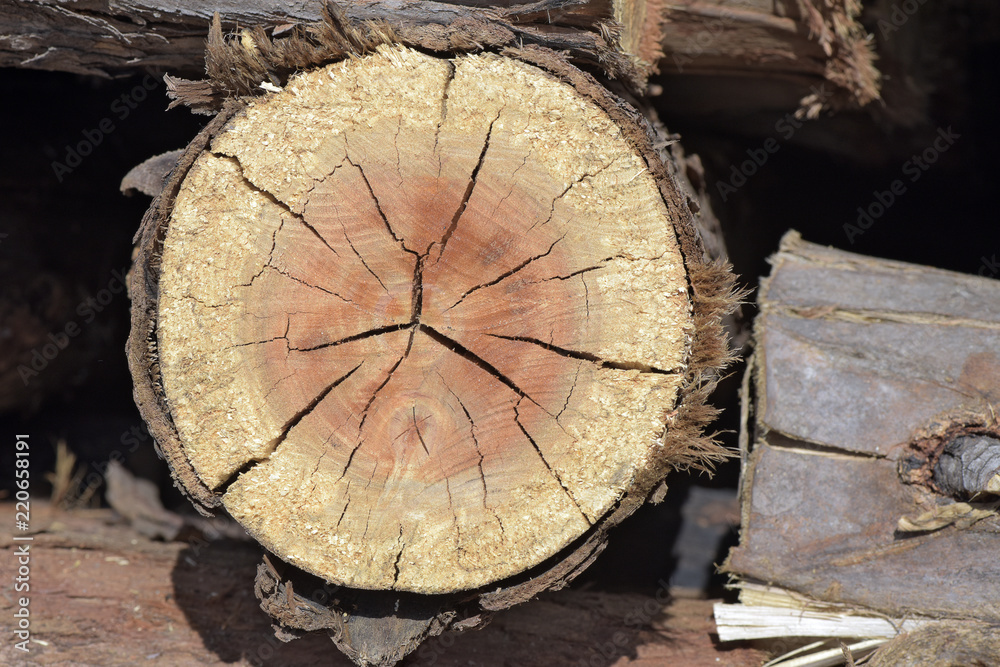 Naklejka premium Closeup of cross-section of tree trunk