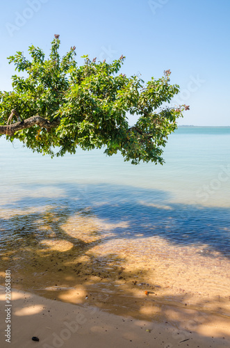 Fototapeta Naklejka Na Ścianę i Meble -  Beautiful landscape of tree growing over ocean at beach of Bijagos island Bubaque, Guinea Bissau, West Africa