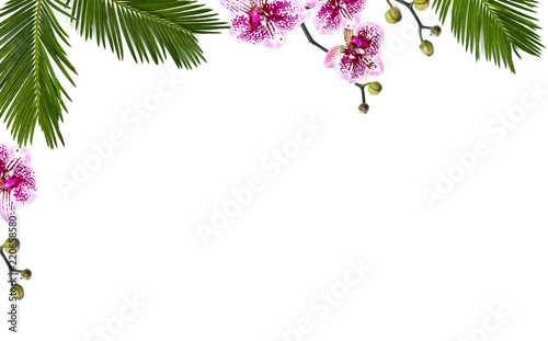 Fototapeta Naklejka Na Ścianę i Meble -  Frame of tropical leaves palm tree, monstera and palm tree cycas revoluta ( sago palm ) with pink flowers moth orchids on a white background with space for text. Top view, flat lay.