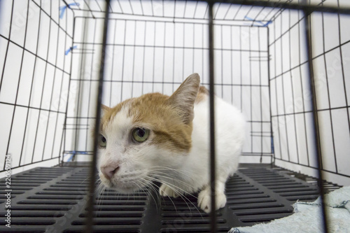 A white and brown cat is in a cage in a veterinary clinic, close up