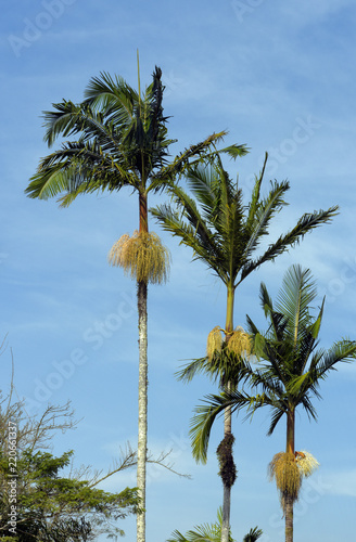Closeup of palm tree top