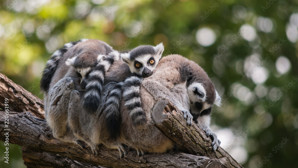 Obraz premium Lemur Familie