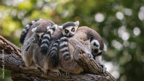 Lemur Familie