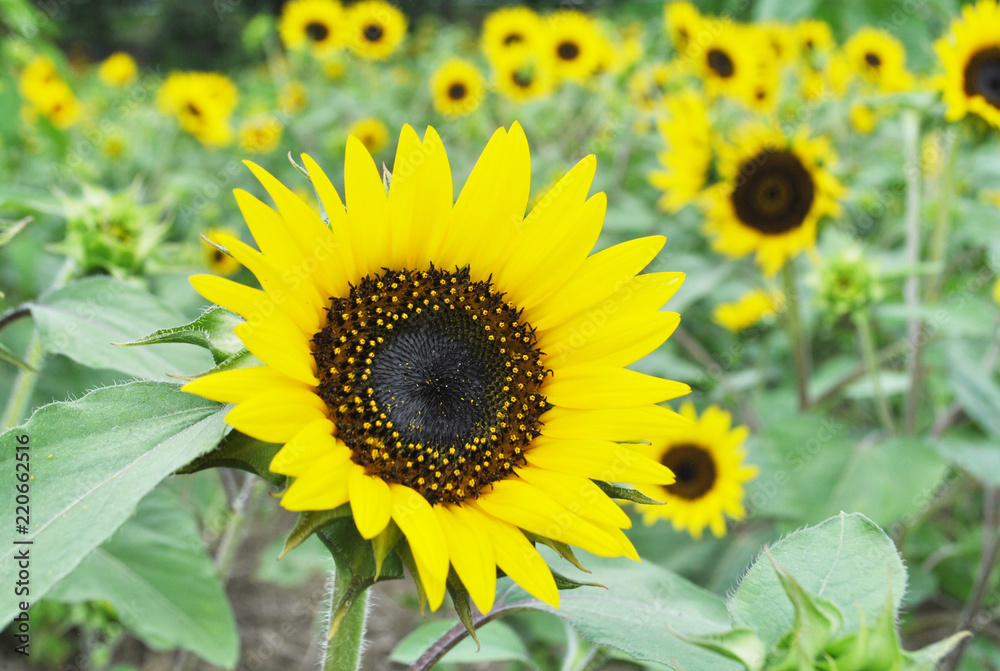 sunflower