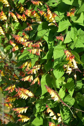 Ipomoea versicolor jaune et rouge en été photo