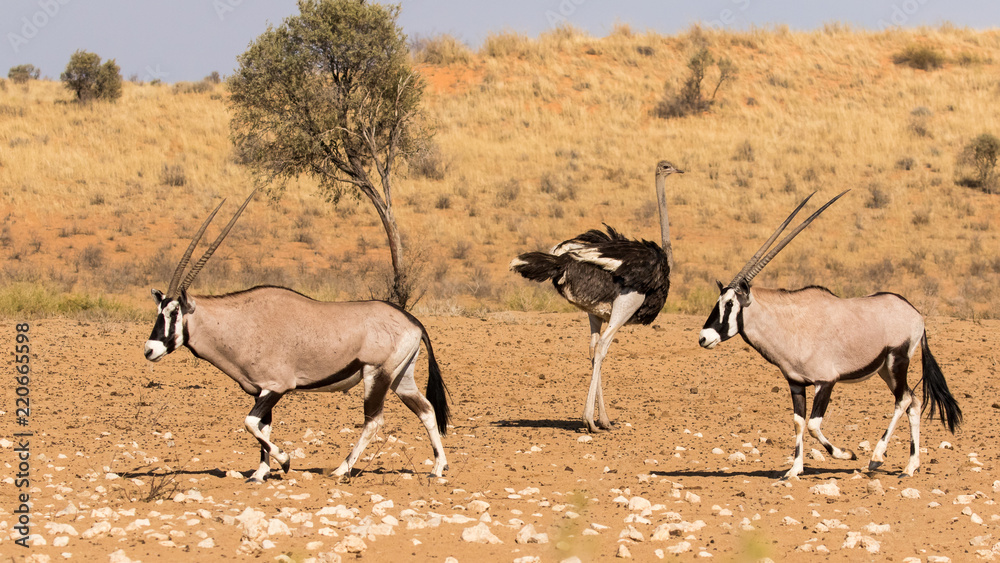 Two gemsbok walking from right to left in the Kgalagadi Transfrontier Park with an ostrich walking in the other direction Two gemsbok walking from right to left in the Kgalagadi Transfrontier Park with an ostrich walking in the other direction