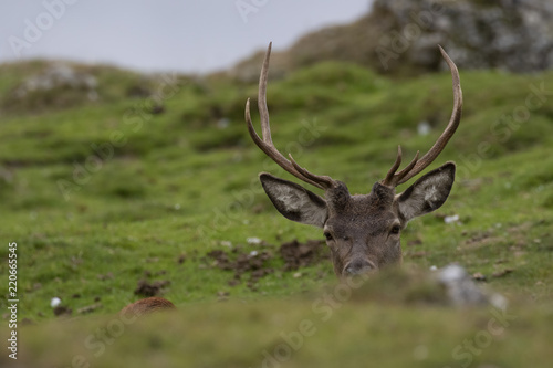 red deer stags, Cervus elaphus scoticus, resting within a glen in september, cairngorms national park