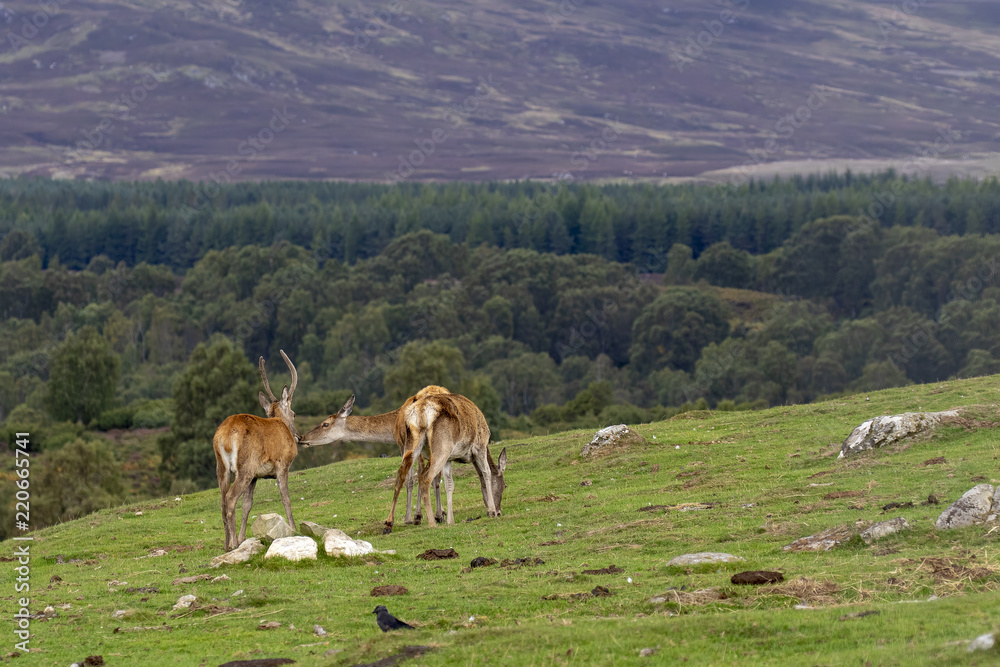 red deer hinds, Cervus elaphus scoticus, grazing on grass with pine forest in background during september in the cairngorms national park.