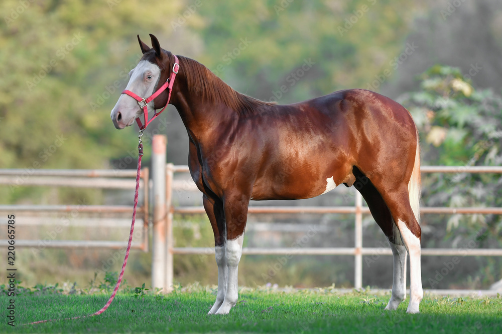 Beautiful horse posing in the first rays of the morning light Beautiful horse posing in the first rays of the morning light