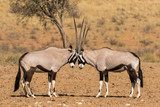 Two gemsbok head to head preparing to do battle in the Kgalagadi Transfrontier Park