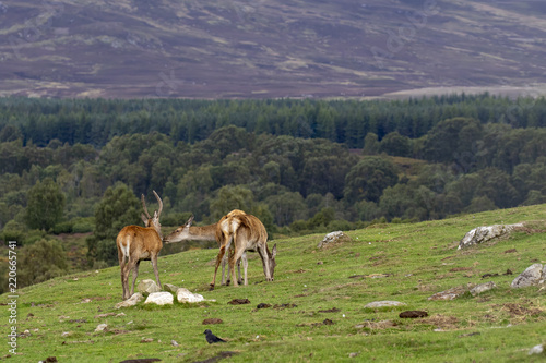 red deer hinds, Cervus elaphus scoticus, grazing on grass with pine forest in background during september in the cairngorms national park. © Paul