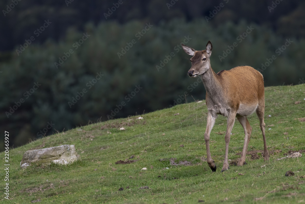 red deer hinds, Cervus elaphus scoticus, grazing on grass with pine forest in background during september in the cairngorms national park. red deer hinds, Cervus elaphus scoticus, grazing on grass with pine forest in background during september in the cairngorms national park.