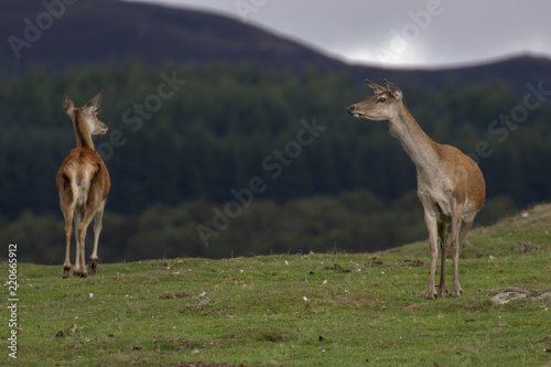 red deer hinds  Cervus elaphus scoticus  grazing on grass with pine forest in background during september in the cairngorms national park.