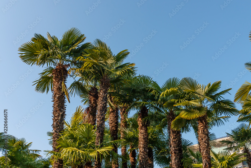 Palm trees with blue sky in sunny weather, building in the background