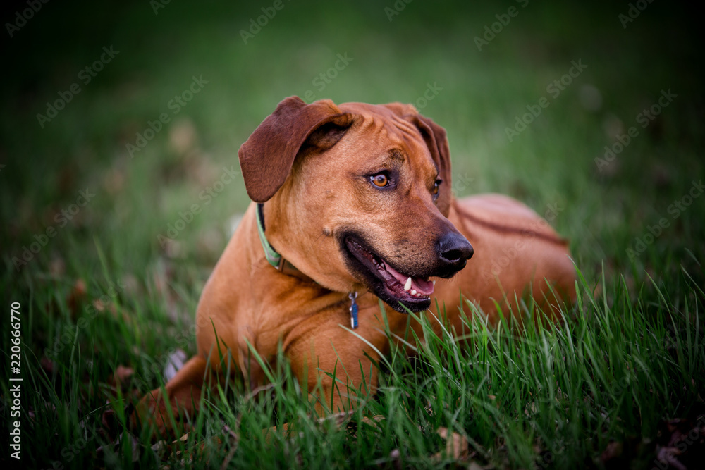 large dog laying in yard