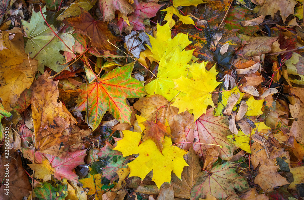 Obraz premium Autumn colorful orange, red and yellow maple leaves as background Outdoor.
