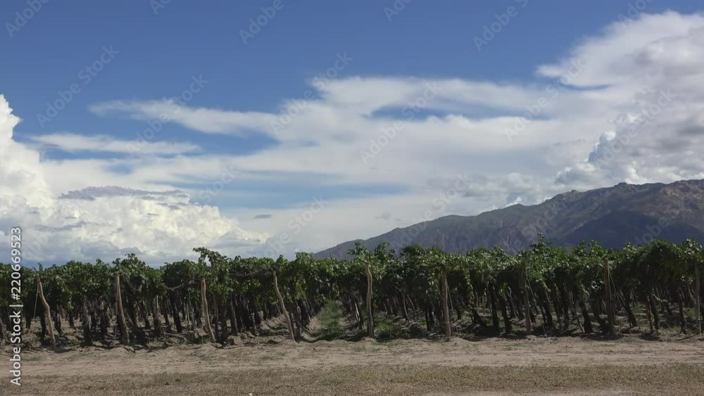 Vineyards of Cafayate (Criolla varieties). Calchaqui valleys, Salta province, Argentina Vineyards of Cafayate (Criolla varieties). Calchaqui valleys, Salta province, Argentina