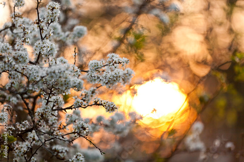 Blühende Felsenbirne im Abendlicht © Lenslife