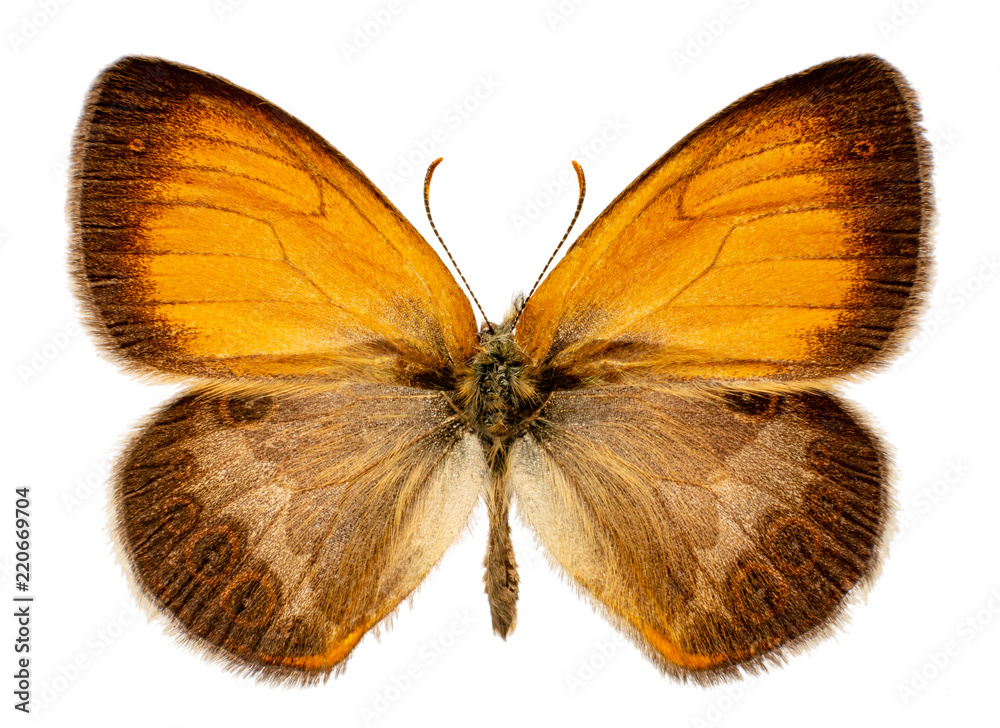 Fototapeta premium Coenonympha arcania on a white background