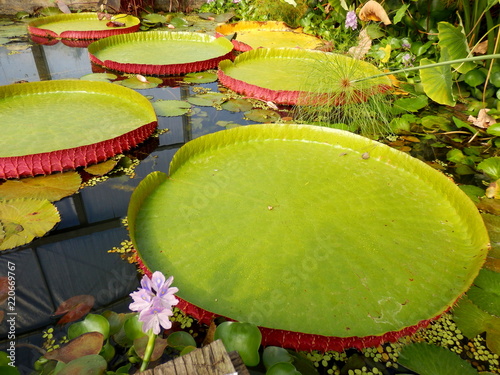 Murais de parede Close up of a water lily pad - variety Tropical Giant