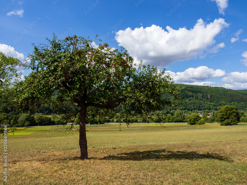 Autumnal countryside view with apple tree Autumnal countryside view with apple tree