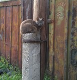 Gray Cat On A Post