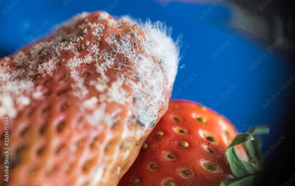 Schimmelsporen auf einer Erdbeere