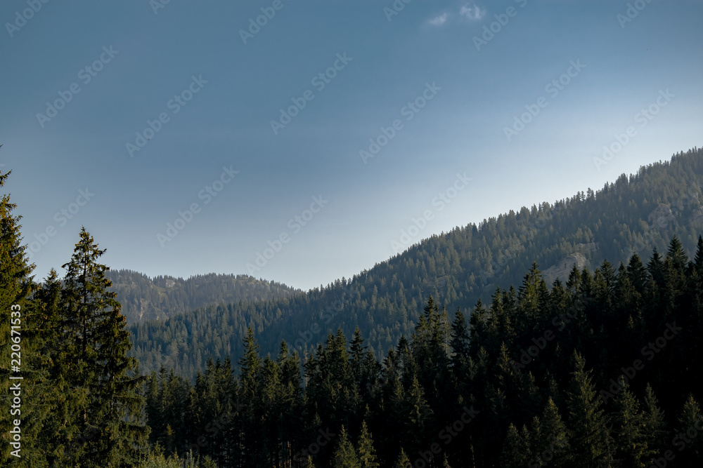 Massive misty forest on a mountain with clear blue sky