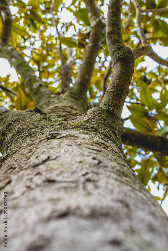 Fototapeta premium Trunk and branches of a tree Magnolia