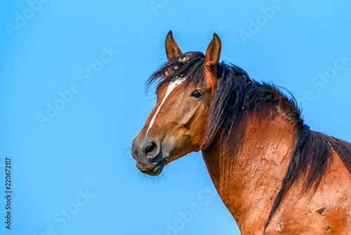 portrait of a horse against the sky close-up